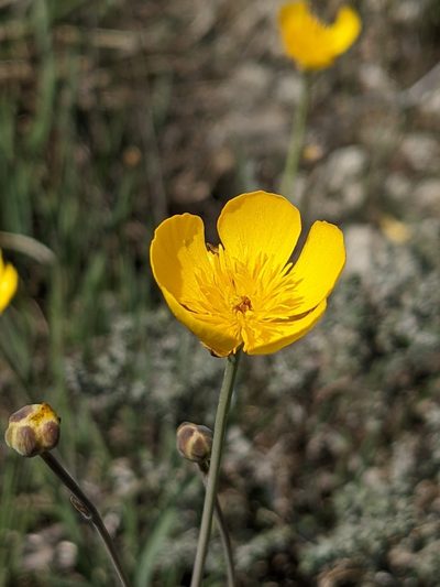 Ranunculus gramineus, photographed by Denis Bastianelli