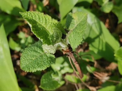 Salvia glutinosa, photographed by Ljaž