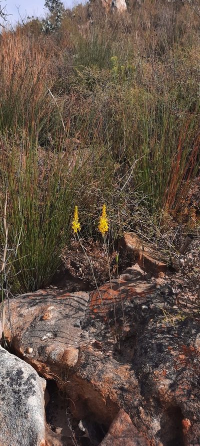 Bulbinella divaginata, photographed by Karen Eichholz