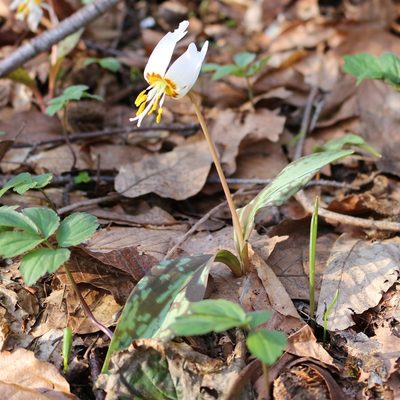 Erythronium caucasicum, photographed by Юрий Данилевский (Yuriy Danilevsky)