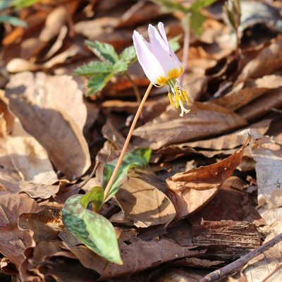 Erythronium caucasicum, photographed by Юрий Данилевский (Yuriy Danilevsky)