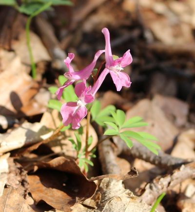 Corydalis caucasica, photographed by Юрий Данилевский (Yuriy Danilevsky)