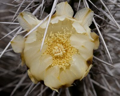 Eulychnia chorosensis, photographed by Nicolás Villaseca Merino