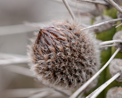Eulychnia chorosensis, photographed by Nicolás Villaseca Merino