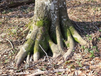 Fagus orientalis, photographed by Юрий Данилевский (Yuriy Danilevsky)