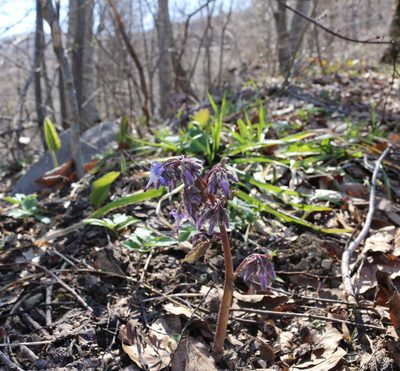 Trachystemon orientalis, photographed by Юрий Данилевский (Yuriy Danilevsky)