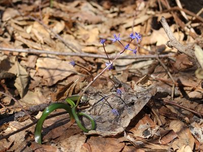 Scilla bifolia, photographed by Юрий Данилевский (Yuriy Danilevsky)