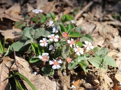 Potentilla micrantha, photographed by Юрий Данилевский (Yuriy Danilevsky)