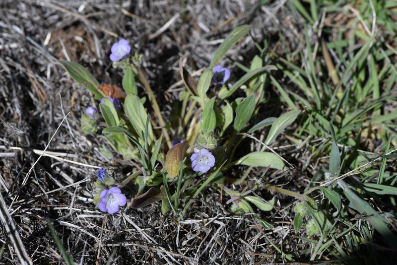 Phacelia davidsonii, photographed by Trevor Van Loon