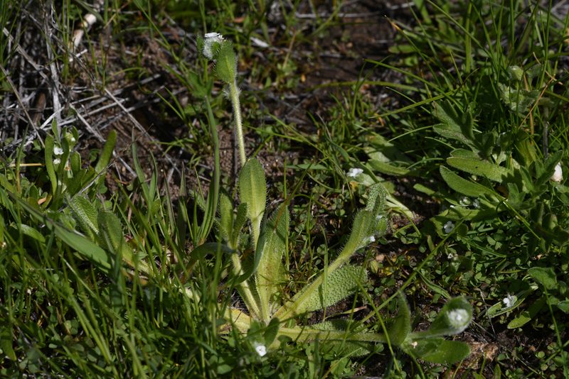 Plagiobothrys acanthocarpus, photographed by Trevor Van Loon