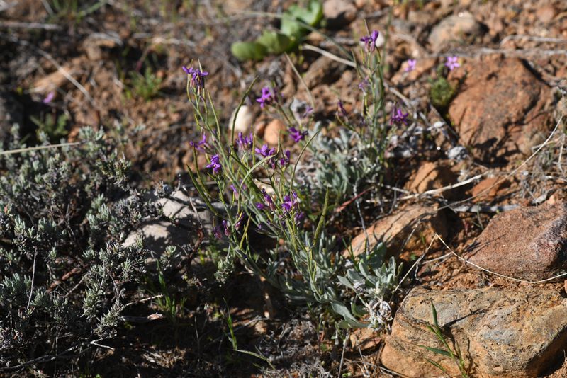 Boechera johnstonii, photographed by Trevor Van Loon