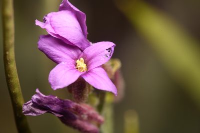 Boechera johnstonii, photographed by Trevor Van Loon