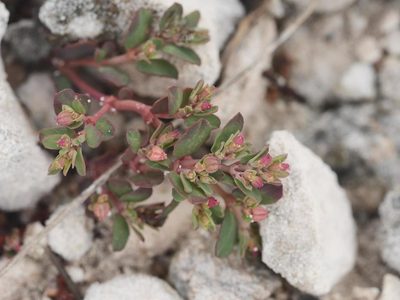 Euphorbia blodgettii, photographed by Alexis Tinker-Tsavalas