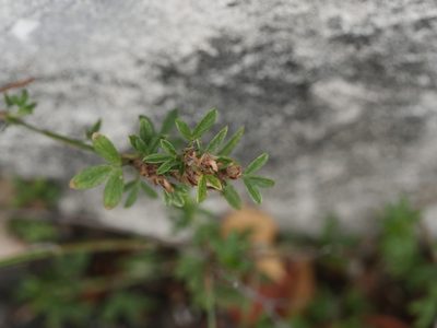 Stylosanthes hamata, photographed by Alexis Tinker-Tsavalas