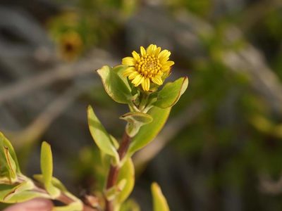Borrichia arborescens, photographed by Alexis Tinker-Tsavalas