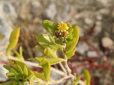 Borrichia arborescens, photographed by Alexis Tinker-Tsavalas
