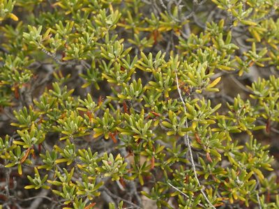 Strumpfia maritima, photographed by Alexis Tinker-Tsavalas