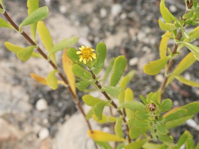 Borrichia arborescens, photographed by Alexis Tinker-Tsavalas