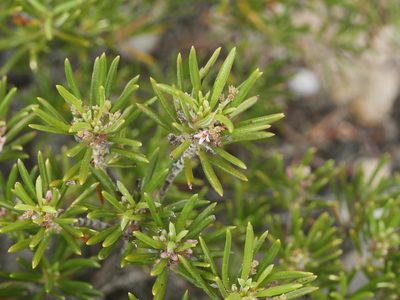 Strumpfia maritima, photographed by Alexis Tinker-Tsavalas