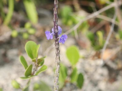 Stachytarpheta jamaicensis, photographed by Alexis Tinker-Tsavalas
