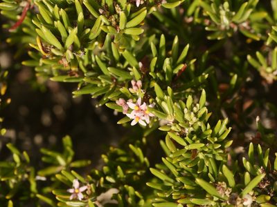 Strumpfia maritima, photographed by Alexis Tinker-Tsavalas