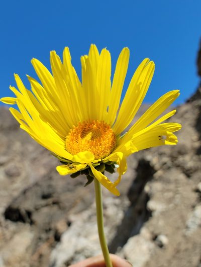 Enceliopsis covillei, photographed by Alex Heyman