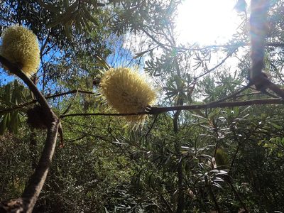 Banksia marginata, photographed by ROY