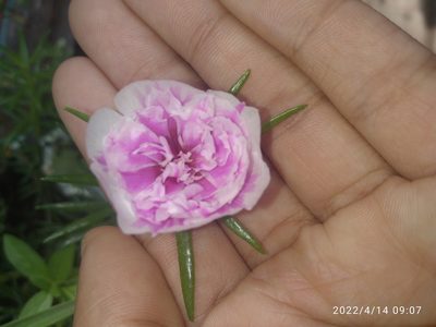 Portulaca grandiflora, photographed by Ariannis Pitti