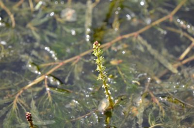 Myriophyllum spicatum, photographed by Zinogre