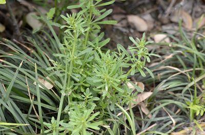 Galium spurium, photographed by Zinogre
