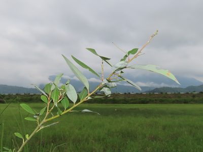 Salix mesnyi, photographed by chiuluan