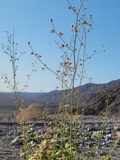 Anulocaulis annulatus, photographed by Alex Heyman