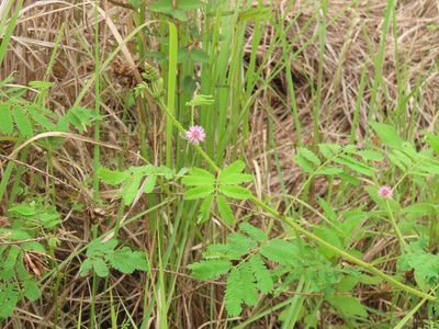 Mimosa diplotricha, photographed by chiuluan