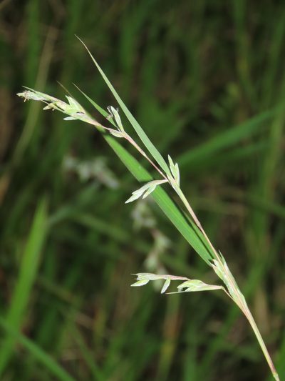 Apluda mutica, photographed by chiuluan