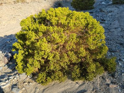 Peucephyllum schottii, photographed by Alex Heyman