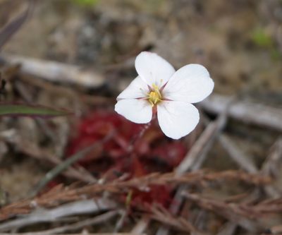 Drosera brevifolia, photographed by Kim