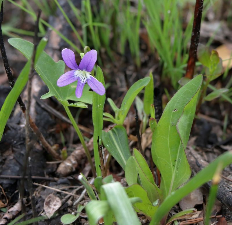 Viola septemloba, photographed by Kim