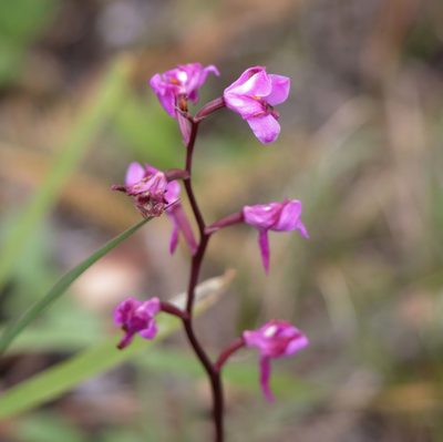 Calopogon multiflorus, photographed by Kim