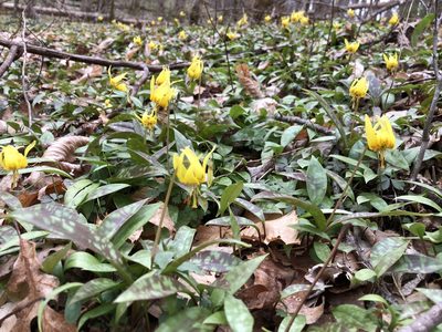 Erythronium umbilicatum, photographed by Scott Morris