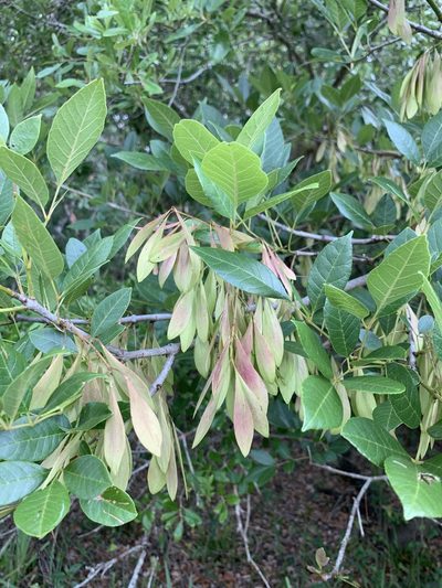 Fraxinus caroliniana, photographed by Claire Herzog