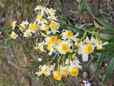 Narcissus tazetta, photographed by Eva Grabsch
