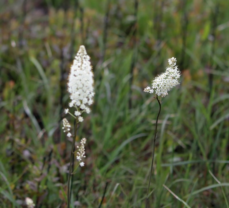 Stenanthium texanum, photographed by Kim