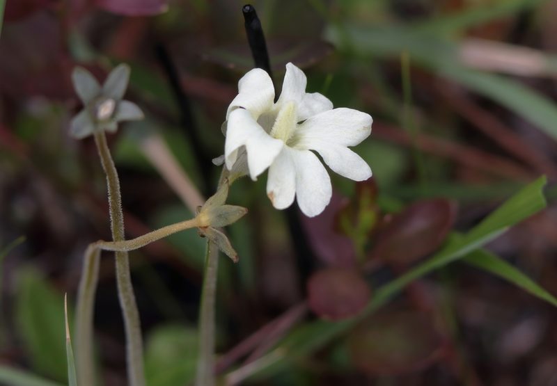Pinguicula lutea, photographed by Kim