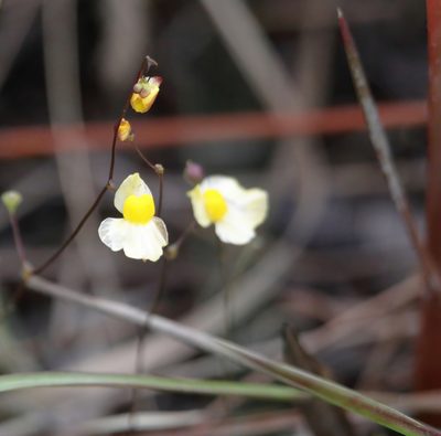 Utricularia subulata, photographed by Kim