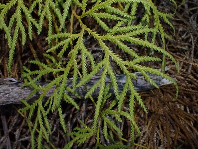 Pseudodiphasium volubile, photographed by Saryu Mae 前 朝琉