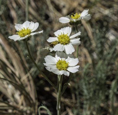 Hymenopappus newberryi, photographed by Craig Martin