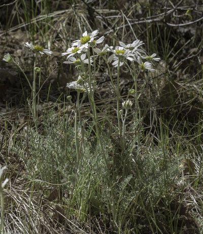 Hymenopappus newberryi, photographed by Craig Martin