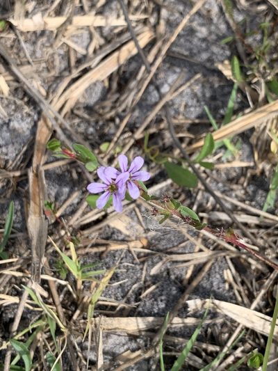 Lythrum flagellare, photographed by Claire Herzog