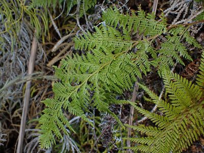 Paesia scaberula, photographed by Saryu Mae 前 朝琉
