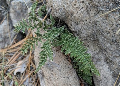 Myriopteris intertexta, photographed by Timothy McNitt